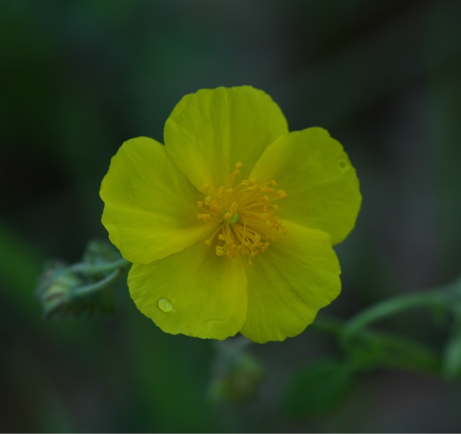 Helianthemum nummularium